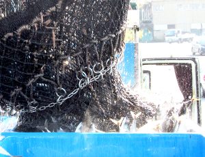 鮮魚